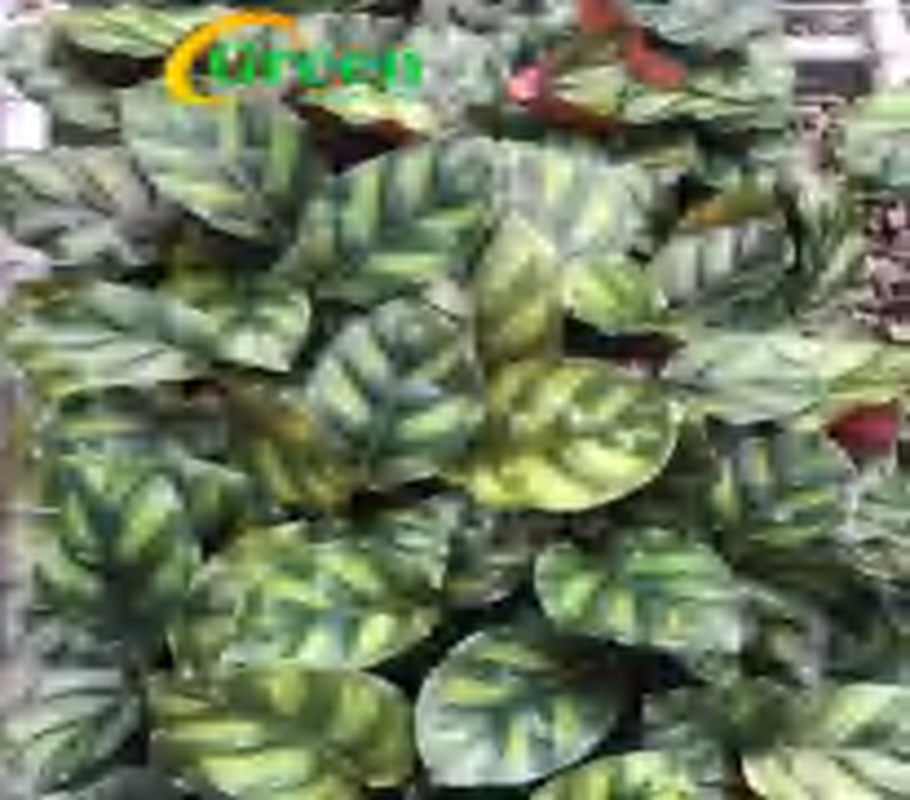 Calathea Fasciata 'Borrusica' TC | Grower's Choice, Foshan Collection