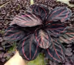 Calathea Dottie TC | Grower's Choice, Foshan Collection