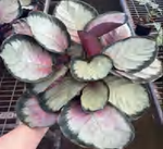Calathea Roseopicta 'Princess Jessie' TC | Grower's Choice, Foshan Collection