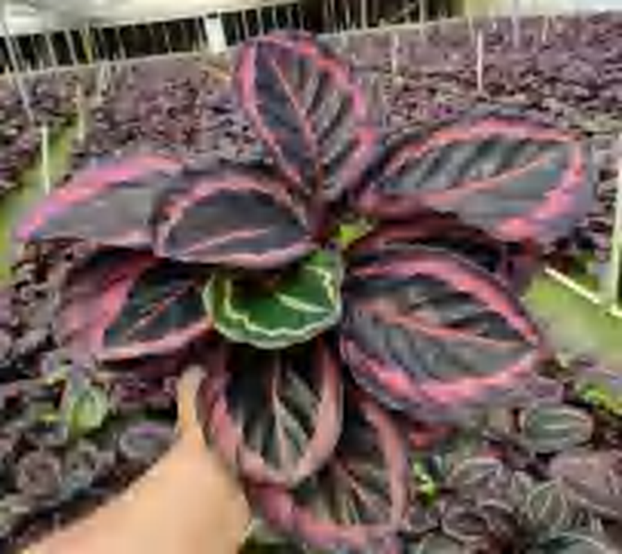 Calathea Little Princess Jessi TC | Grower's Choice, Foshan Collection