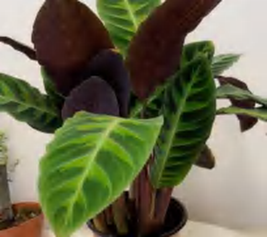 Calathea Warscewiczii TC | Grower's Choice, Foshan Collection