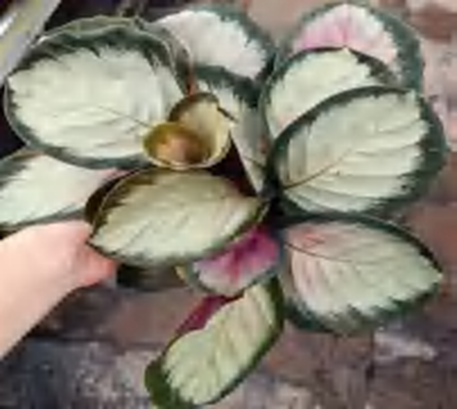 Calathea 'Rosy' Pink Variegated TC | Grower's Choice, Foshan Collection