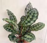 Calathea 'Helen Kennedy' TC | Grower's Choice, Foshan Collection