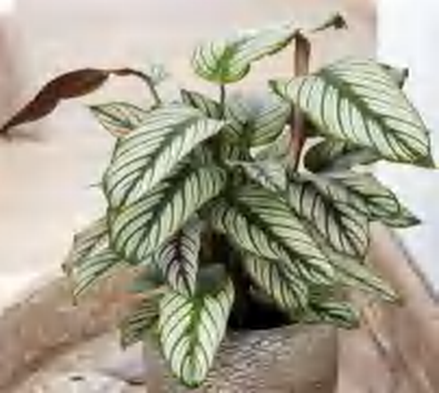 Calathea Majestica TC | Grower's Choice, Foshan Collection