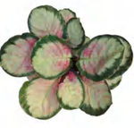 Calathea Rosy TC | Grower's Choice, Foshan Collection