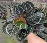 Calathea Eclipse TC | Grower's Choice, Foshan Collection