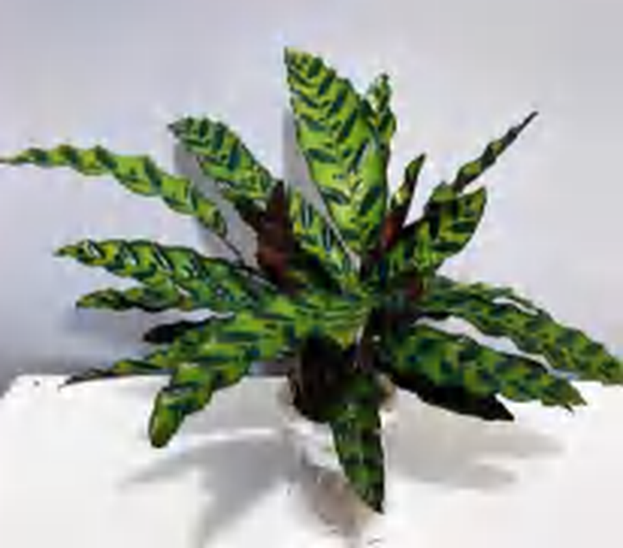 Calathea Lancifolia / Insignis TC | Grower's Choice, Foshan Collection