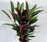 Calathea Rufibarba TC | Grower's Choice, Foshan Collection