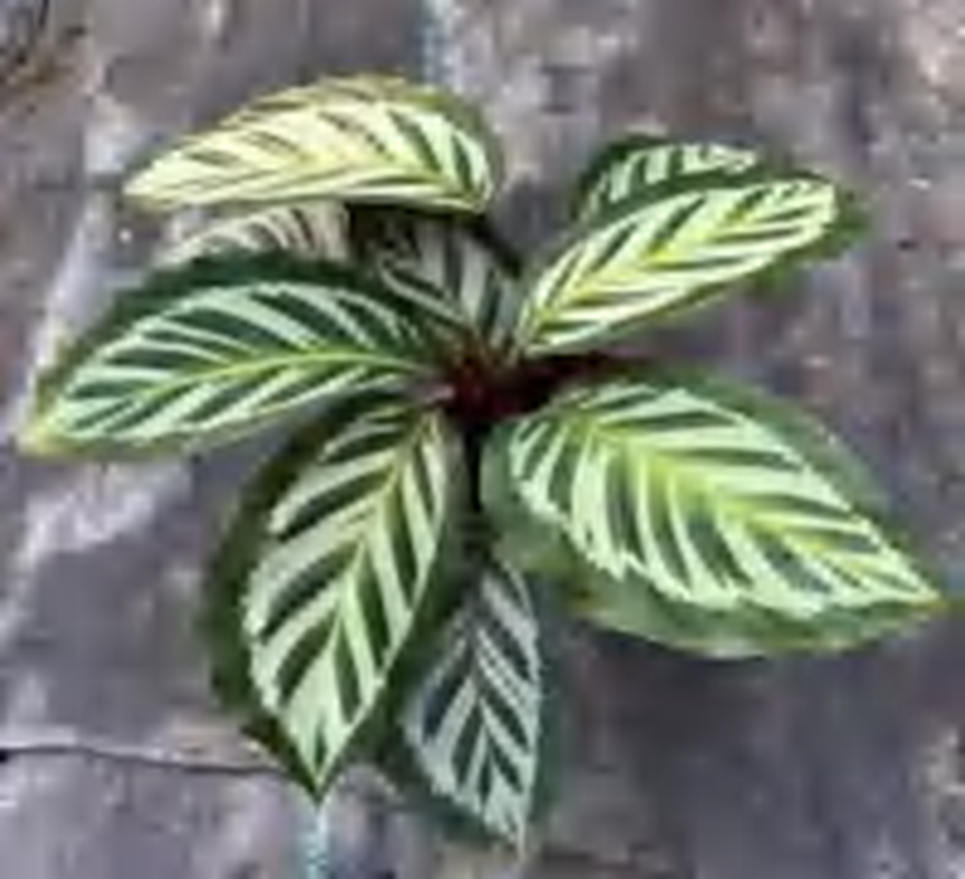 Calathea New（Bicajoux) TC | Grower's Choice, Foshan Collection