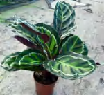 Calathea Flamestar TC | Grower's Choice, Foshan Collection