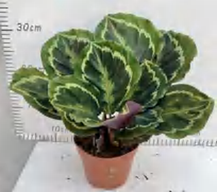 Calathea Roseopicta (Linden) TC | Grower's Choice, Foshan Collection