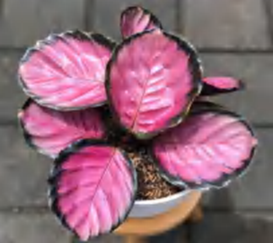 Calathea Crimson TC | Grower's Choice, Foshan Collection