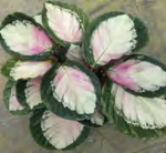 Calathea 'C055' TC | Grower's Choice, Foshan Collection