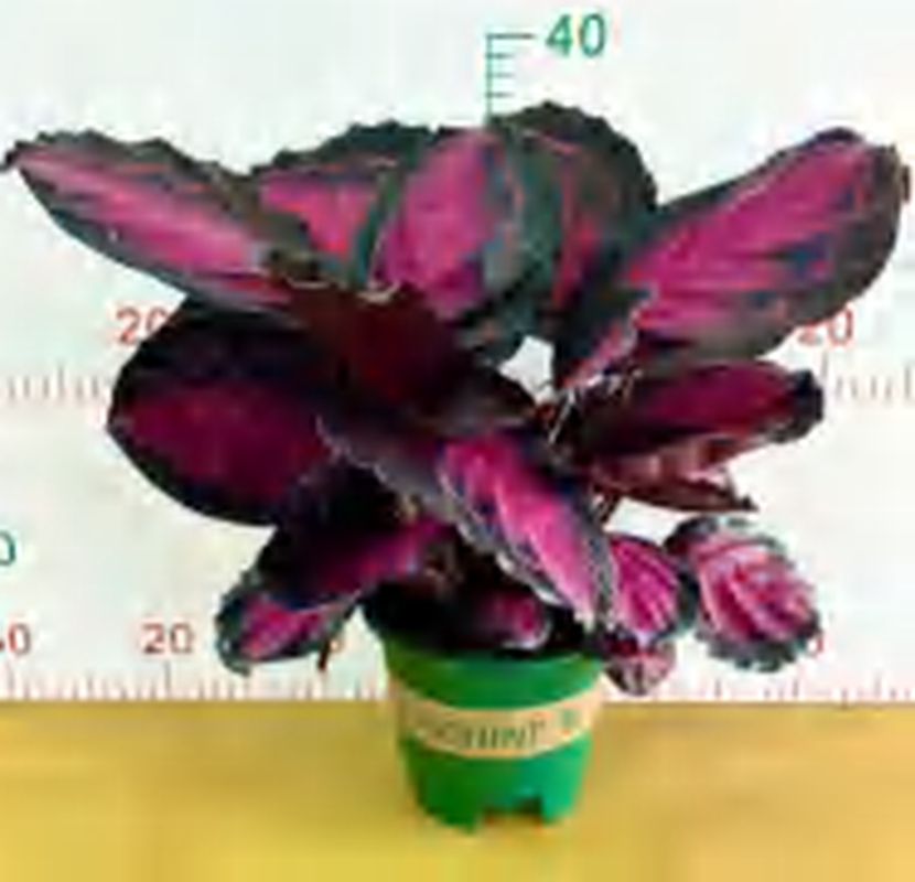 Calathea Picturata "Crimson" TC | Grower's Choice, Foshan Collection
