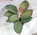 Calathea 'Aurora' Pink Variegated TC | Grower's Choice, Foshan Collection