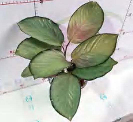 Calathea 'Aurora' Pink Variegated TC | Grower's Choice, Foshan Collection