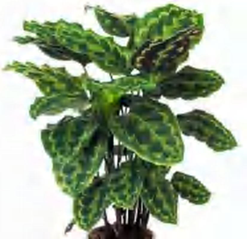 Calathea Veitchiana TC | Grower's Choice, Foshan Collection
