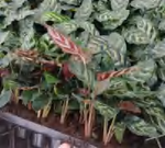 Calathea Makoyana TC | Grower's Choice, Foshan Collection