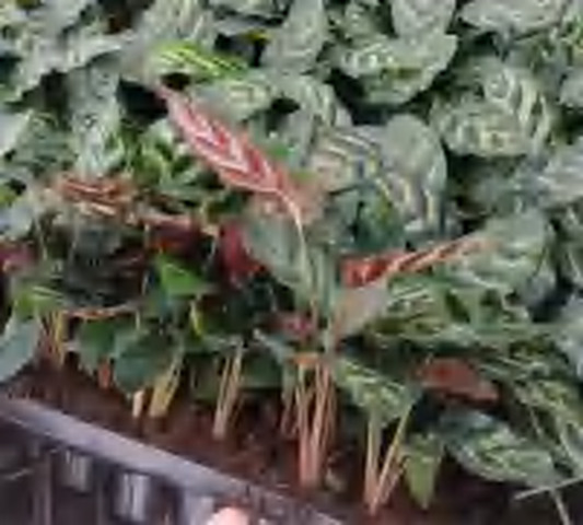Calathea Makoyana TC | Grower's Choice, Foshan Collection
