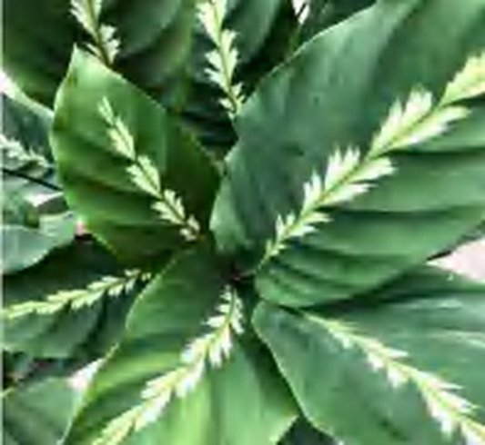 Calathea 'Maui Queen' TC | Grower's Choice, Foshan Collection