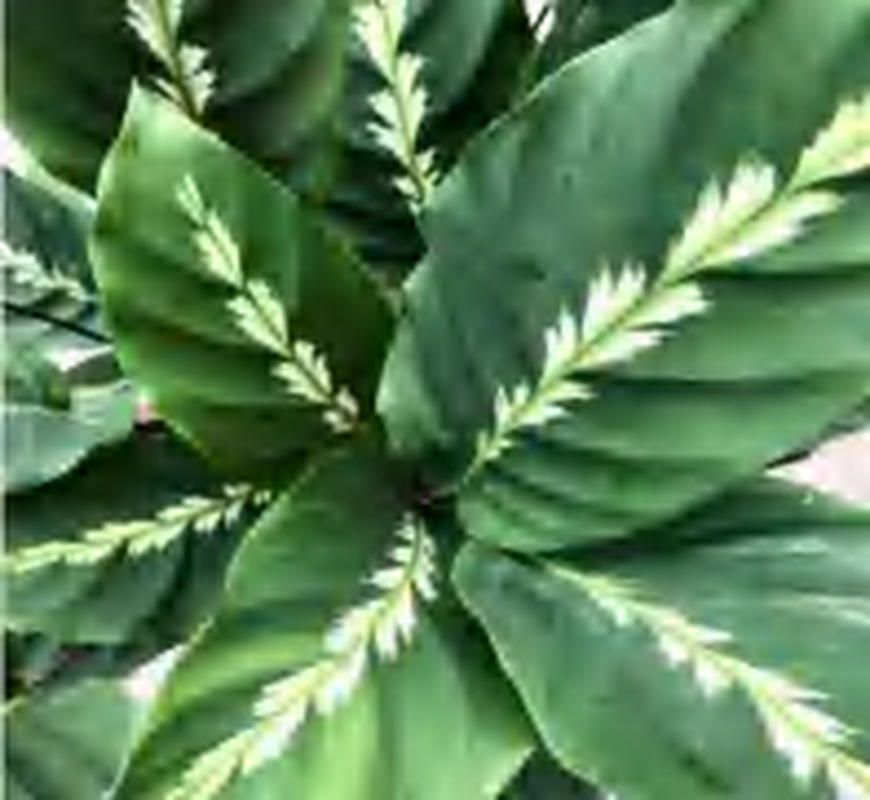 Calathea 'Maui Queen' TC | Grower's Choice, Foshan Collection