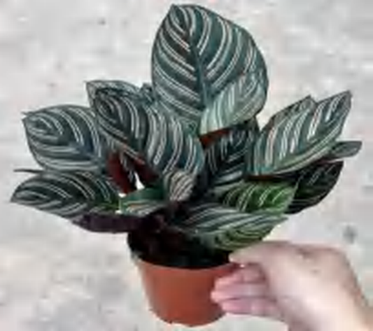 Calathea Ornata 'Sanderiana' TC | Grower's Choice, Foshan Collection