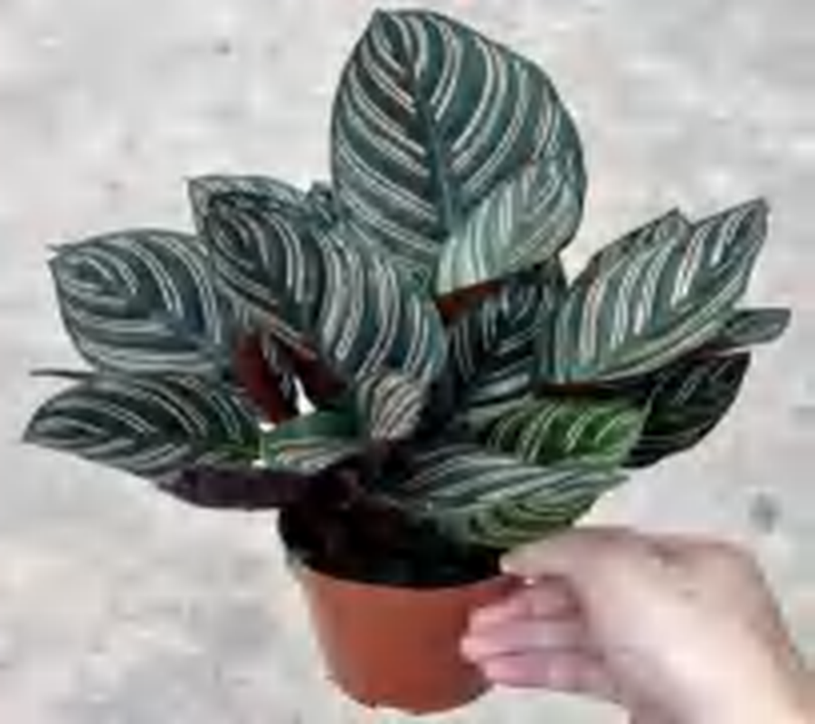 Calathea Ornata 'Sanderiana' TC | Grower's Choice, Foshan Collection