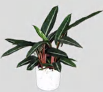 Stromanthe Sanguinea Sond TC | Grower's Choice, Foshan Collection