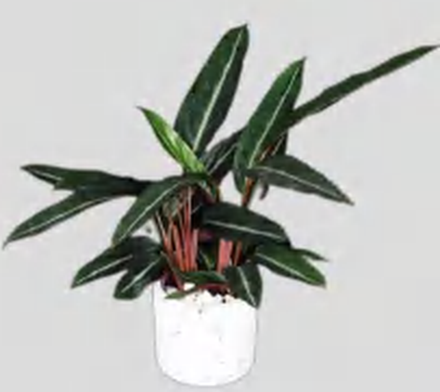 Stromanthe Sanguinea Sond TC | Grower's Choice, Foshan Collection