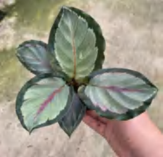 Calathea Corona TC | Grower's Choice, Foshan Collection