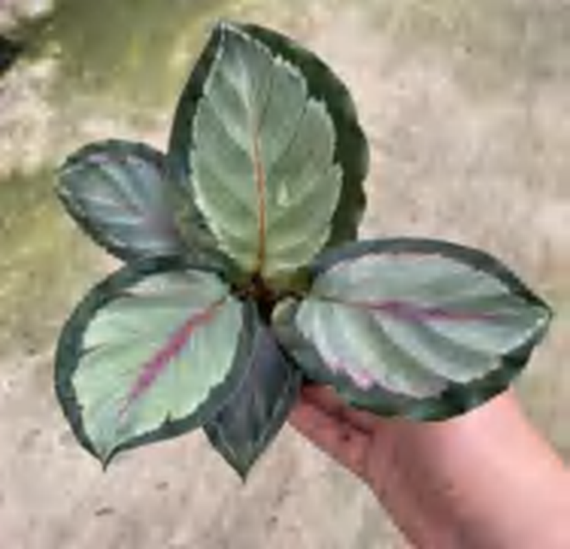 Calathea Corona TC | Grower's Choice, Foshan Collection