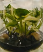 Philodendron Forest Of White TC | Grower's Choice, Foshan Collection