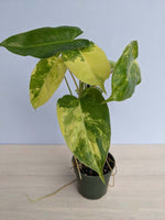 Philodendron 'Burle Marx 'Albo Variegated | Seller's Choice, Hainan Collection
