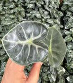 Alocasia 'Bambino' Sp TC | Grower's Choice, Foshan Collection