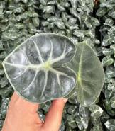 Alocasia 'Bambino' Sp TC | Grower's Choice, Foshan Collection