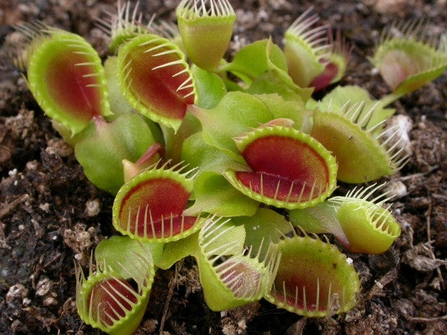 Dionaea muscipula 'Cupped Trap' TC | Seller's Choice, Hainan Collection