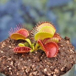 Dionaea muscipula 'B52' TC | Seller's Choice, Hainan Collection