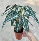 Alocasia Bambino Arrow/Alocasia Bambino TC | Grower's Choice, Foshan Collection