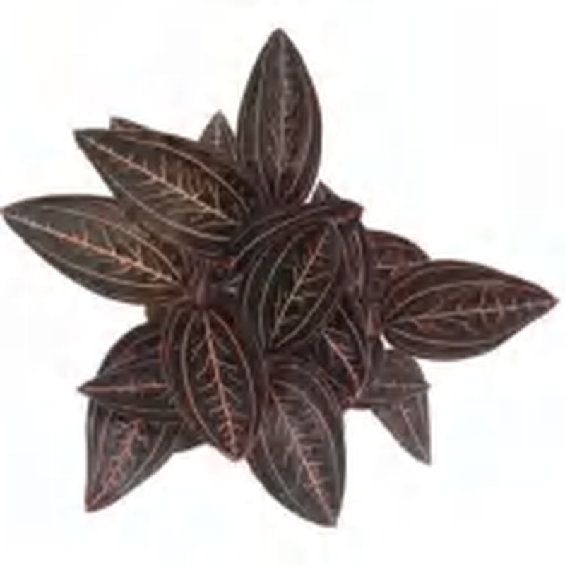 Ludisia ‘Spiderman' TC | Grower's Choice, Foshan Collection