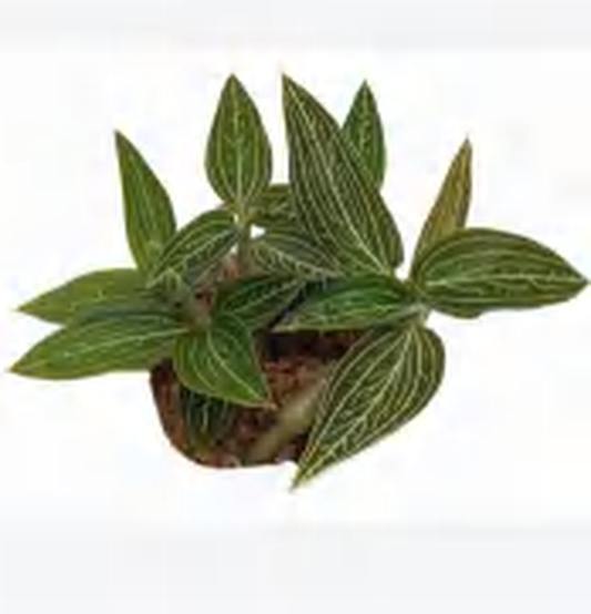 Ludisia Discolor Alba TC | Grower's Choice, Foshan Collection
