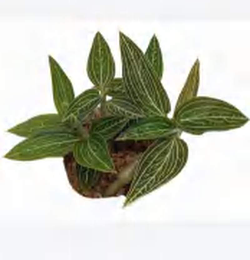 Ludisia Discolor Alba TC | Grower's Choice, Foshan Collection