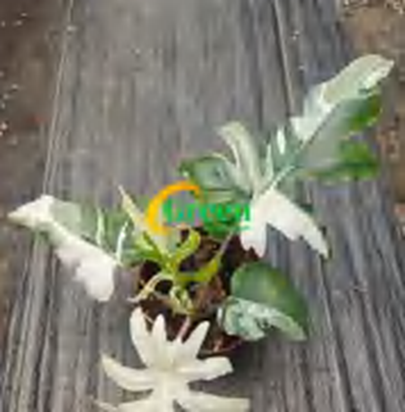 Alocasia Brancifolia Albo TC | Grower's Choice, Foshan Collection