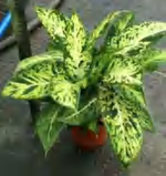 Dieffenbachia Amy TC | Grower's Choice, Foshan Collection