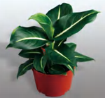 Dieffenbachia Green Magic TC | Grower's Choice, Foshan Collection