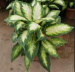 Dieffenbachia Compacta TC | Grower's Choice, Foshan Collection