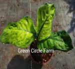 Dieffenbachia“Marsha” TC | Grower's Choice, Foshan Collection