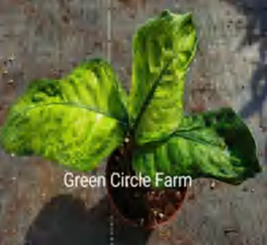 Dieffenbachia“Marsha” TC | Grower's Choice, Foshan Collection