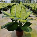 Dieffenbachia Marianne Tropic TC | Grower's Choice, Foshan Collection