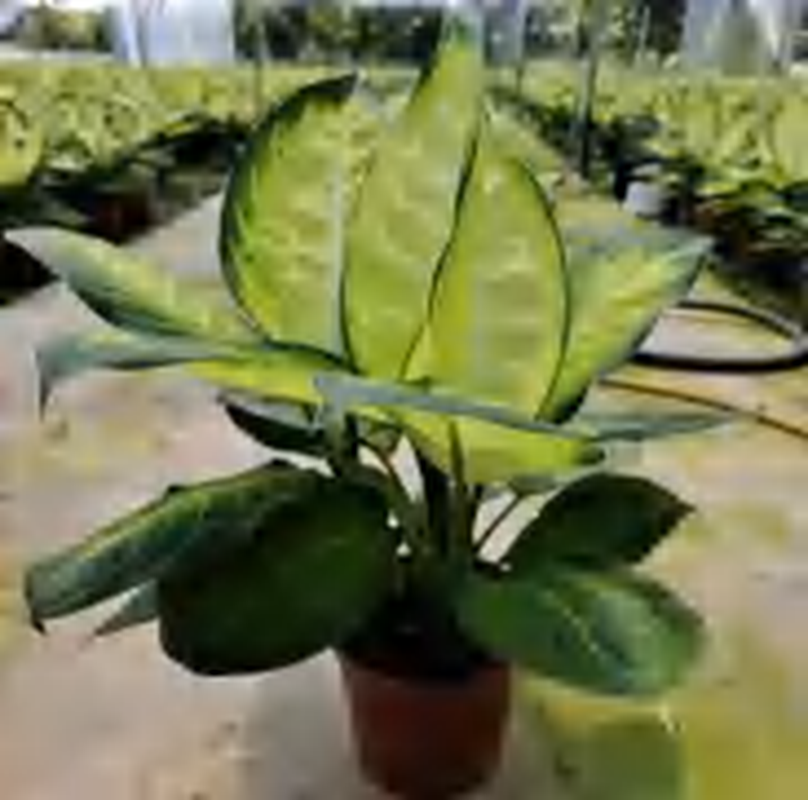 Dieffenbachia Marianne Tropic TC | Grower's Choice, Foshan Collection