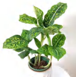 Dieffenbachia 'Reflector TC | Grower's Choice, Foshan Collection